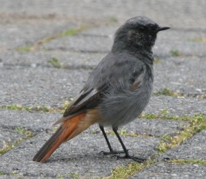 Phoenicurus ochruros